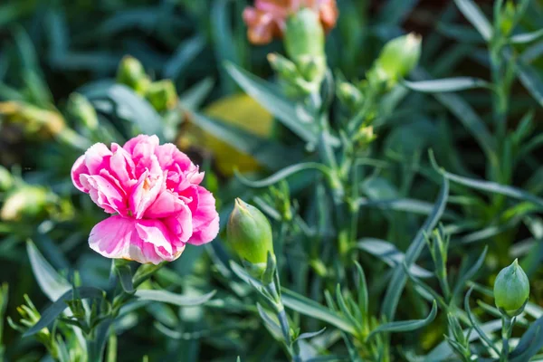 Rosa nejlika blomma i trädgården — Stockfoto
