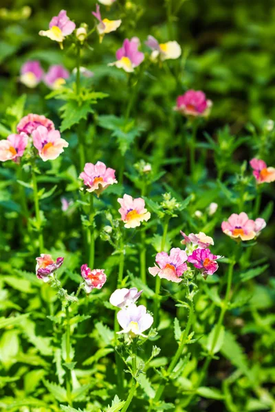 Alla söta lilla blomma på natur bakgrund — Stockfoto