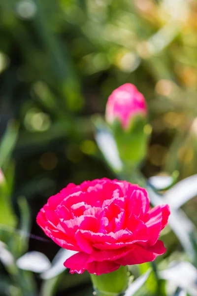 Pembe karanfil Çiçek bahçesinde — Stok fotoğraf
