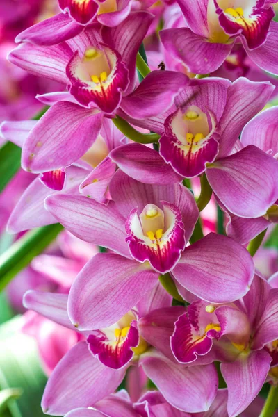 Doğa arka planda küçük pembe orkide — Stok fotoğraf