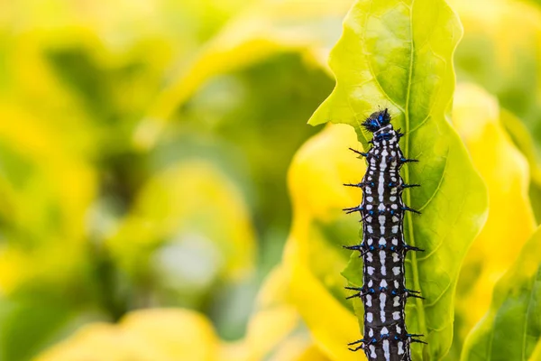 Svart och vit Caterpillar på blad — Stockfoto