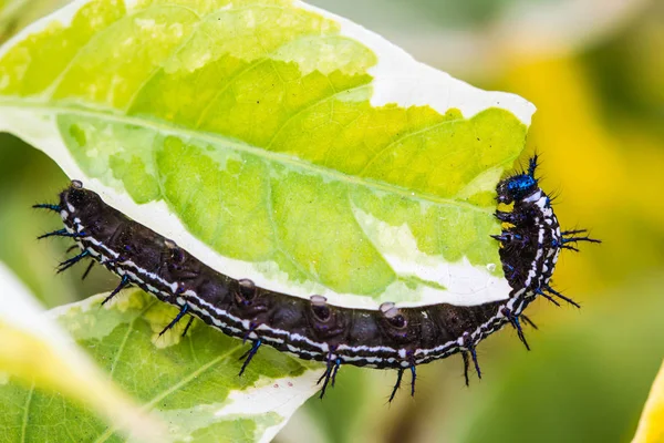 Svart och vit Caterpillar på blad — Stockfoto