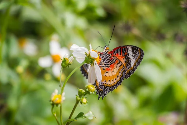 Petit papillon sur fleur violette — Photo