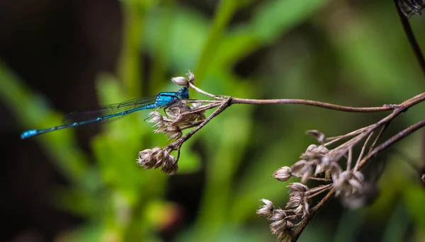 Dragonfly, trollsländor av Thailand (Agriocnemis minima), Drago — Stockfoto