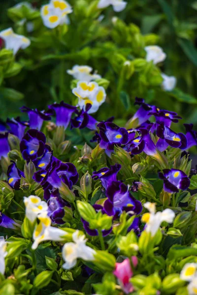 Wishbone flower in garden — Stock Photo, Image