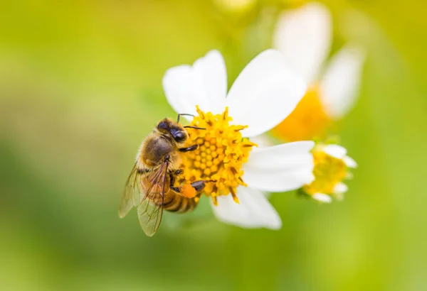 Kır çiçeği üzerinde küçük arı — Stok fotoğraf