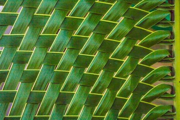 Ткань зелёных кокосовых листьев — стоковое фото