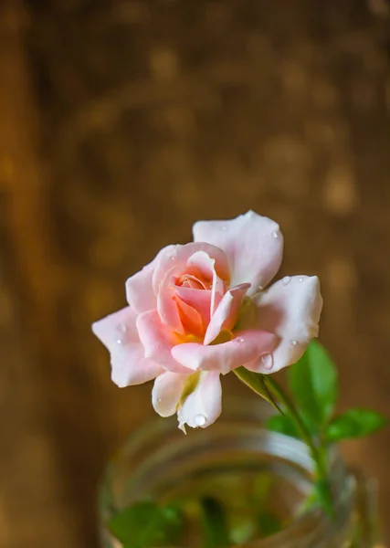 Rosa bonito rosa no fundo de madeira — Fotografia de Stock