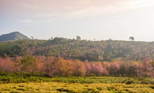 Paysage de fleur de cerisier au nord, Thaïlande . — Photo