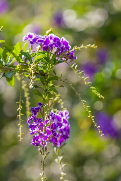 Purple flower on nature background — Stock Photo, Image