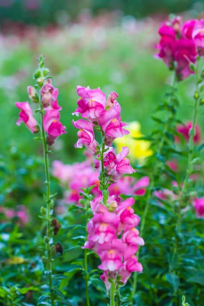 Pink snapdragon in garden — Stock Photo, Image