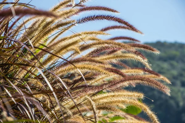 Closed-up grass flower selective focus