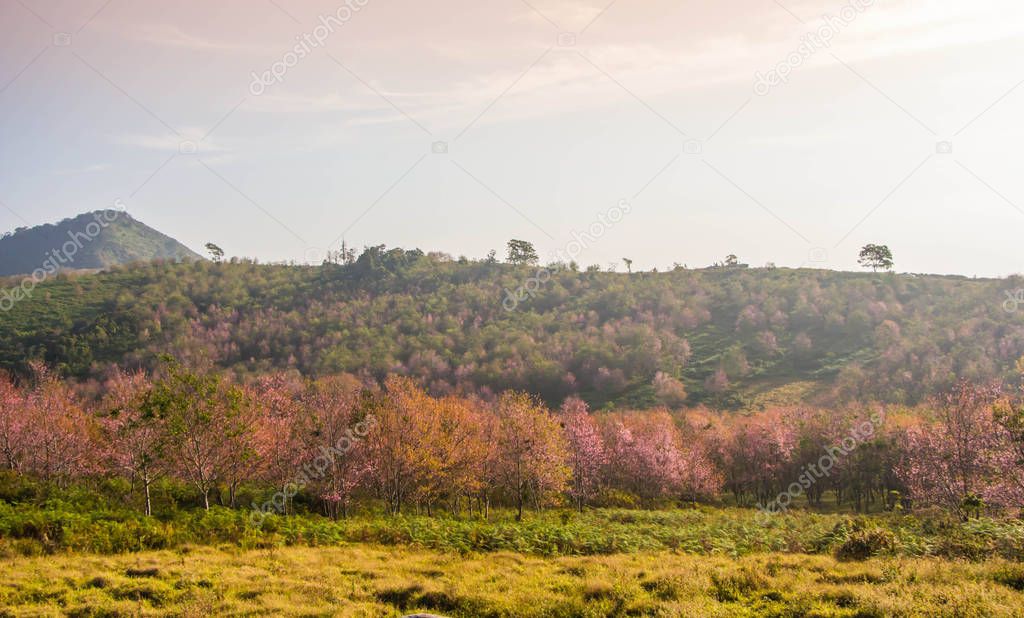Landscape of Cherry blossom flower  at north,Thailand.