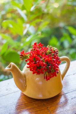 çaydanlık küçük kırmızı çiçek.