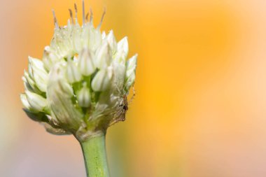 Soğan Çiçeği nin Yakın Çekim.