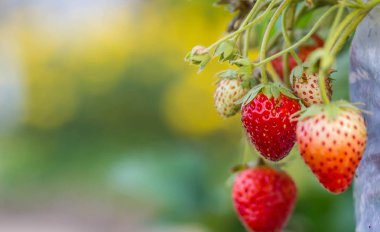çilek doğal arka planda