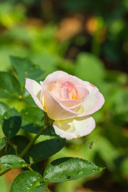 sevimli pembe doğa arka plan üzerinde gül