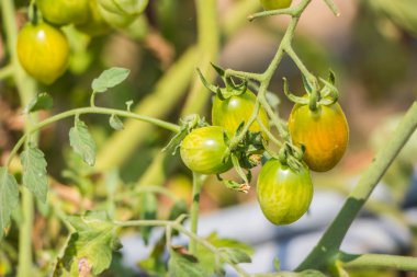 bahçede taze domates