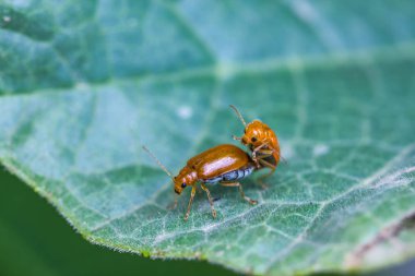 yaprak üzerinde turuncu böcek mite
