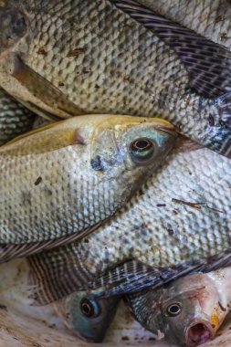 taze Nil Oreochromis niloticus