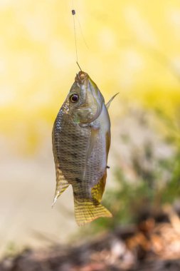 Havuzda Balıkçılık Nil Oreochromis niloticus