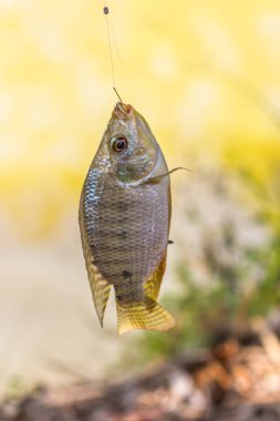 Havuzda Balıkçılık Nil Oreochromis niloticus