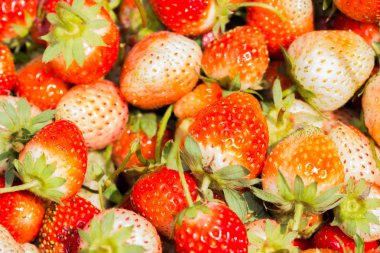 kapalı-up taze çilek 