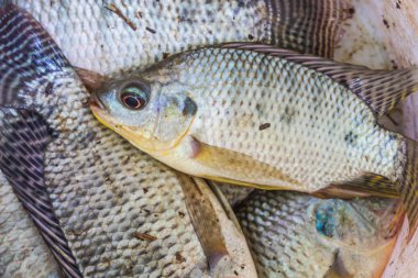 taze Nil Oreochromis niloticus