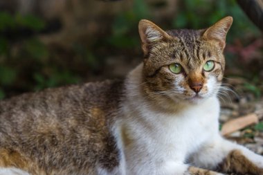 Doğadaki sevimli kedi.
