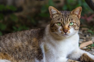 Doğadaki sevimli kedi.