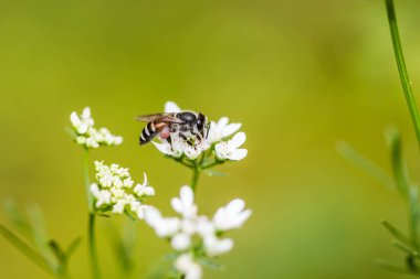 kır çiçeği üzerinde küçük arı
