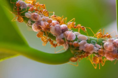 Kırmızı karınca grubu seçici odak