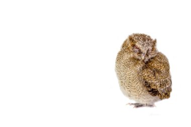 beyaz arka planda bebek baykuş