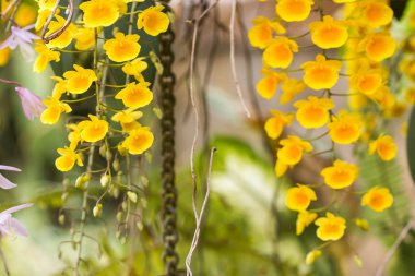 Sarı orkide. Dendrobium lindleyi Steud.