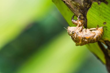 Kapalı-up Cicada Bug doğa arka plan üzerinde slough