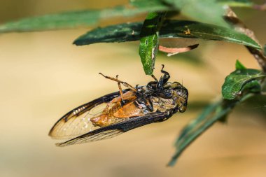 Doğa arka planda kapalı ölü cicada hata