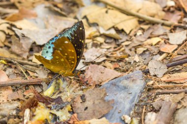 doğa arka plan üzerinde küçük kelebek