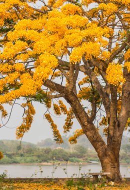 Doğa arka planda sarı alev ağacı