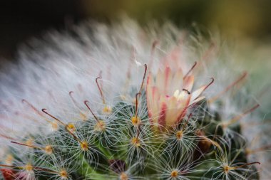 Şirin kaktüs seçici odak