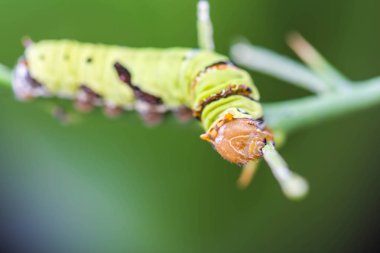 dalda kelebek solucanı