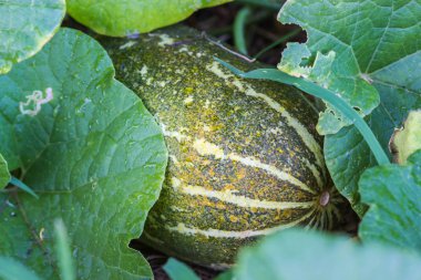 Doğa arka plan üzerinde Muskmelon