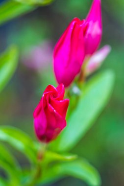 kırmızı çiçek doğa arka planında