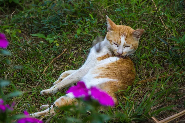 Χαριτωμένο πορτοκαλί γάτα στο φόντο της φύσης — Φωτογραφία Αρχείου