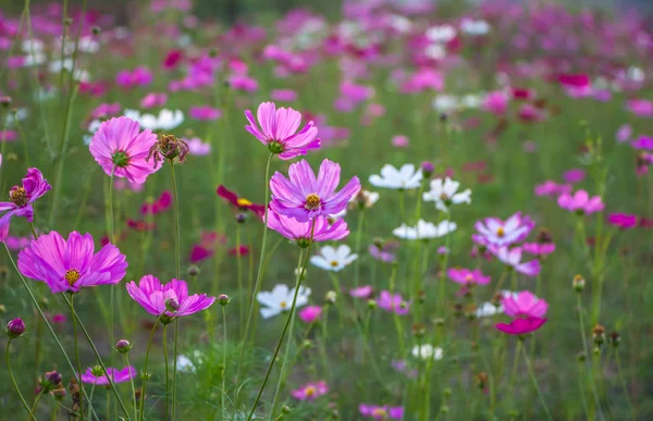 Todas las flores del cosmos en el jardín . — Foto de Stock