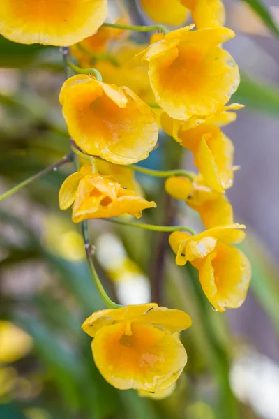 Żółta orchidea. Dendrobium lindleyi Steud. — Zdjęcie stockowe