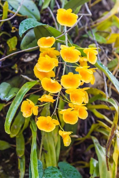 Yellow orchid.Dendrobium lindleyi Steud. — Stock Photo, Image