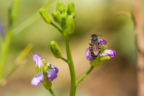 Lilla bi på blomma vilda — Stockfoto