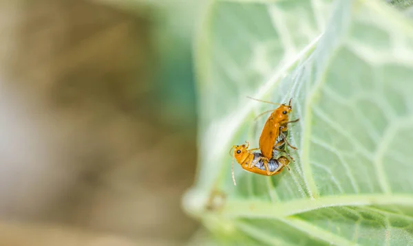 Orange beetle mating on leaf — Stock Photo, Image