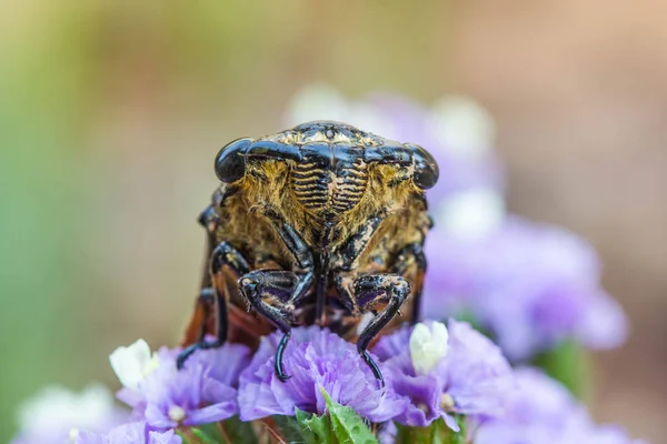 Fechado Cicada Bug na flor — Fotografia de Stock