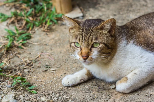 自然を背景に可愛い猫 — ストック写真